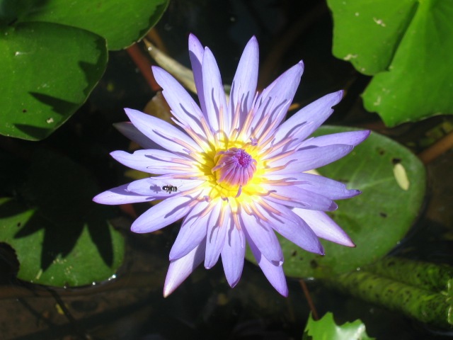 délicatesse d'une fleur