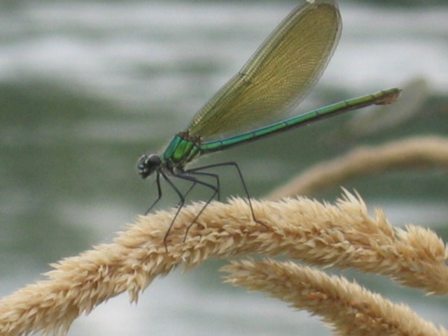 la légèreté d'un insecte